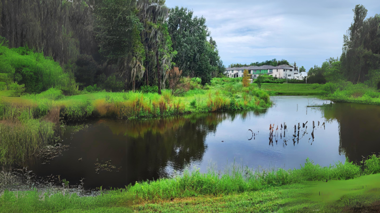 Discover the Natural Beauty of K-Bar Ranch: A Serene Oasis in Tampa